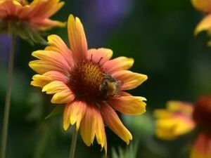 Красивые улицы и палисадники с множеством цветов возле…