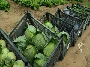 150 гектаров земли и 24 овощные культуры. Крестьянско…