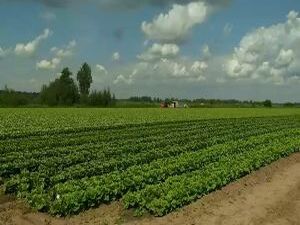 Капуста сорта Раминас была выращена селекционерами…