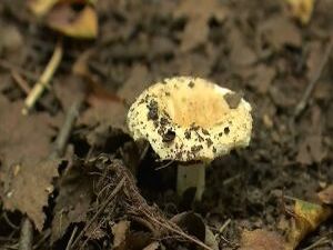 Более 1100 вызовов о происшествиях в лесах приняли…