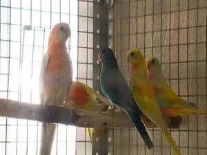 Сергей Кикинадзе не только талантливый фермер, но и…