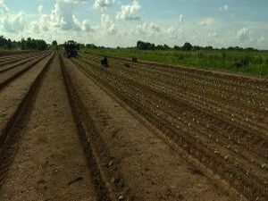 В Раменском районе завершается сельскохозяйственный…