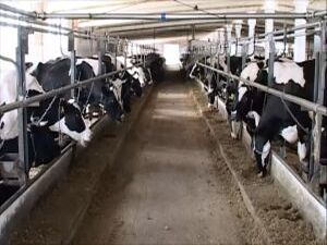 Пять предприятий Подмосковья в области племенного…