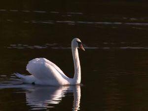 Неожиданный гость. Неделю назад среди привычных нам уток…