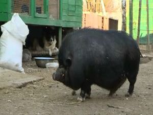 Благотворительный фонд открылся в Раменском районе…