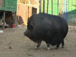 Приближается время желтой земляной свиньи. Некоторые…