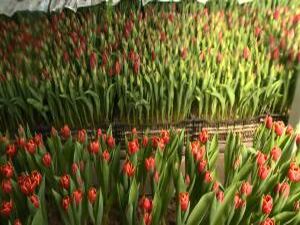 Тюльпан — цветок, который  символизирует любовь и весну…