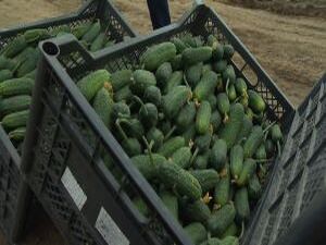 Раменская Гжель и Луховицкий огурец вышли в лидеры…