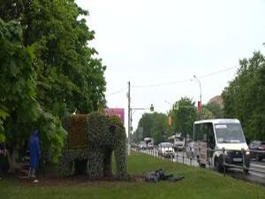 Изюминка нашего города — вертикальные клумбы. В основном…