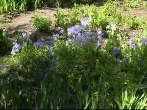 Здесь радуют глаз тюльпаны, георгины, ландыши, цветущие…