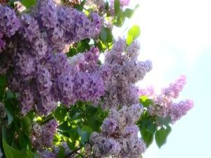 В городе пахнет сиренью. Благоухающая, разноцветная…