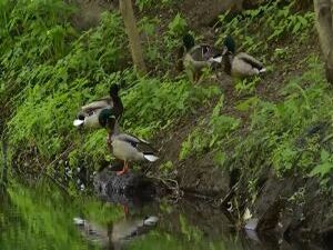 В Раменском районе ко дню празднования 90-летия…