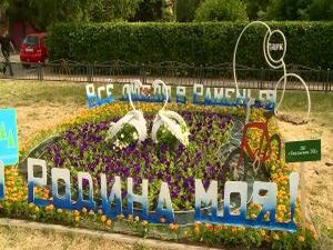 Петунии, флоксы, бархатцы и многие другие растения…