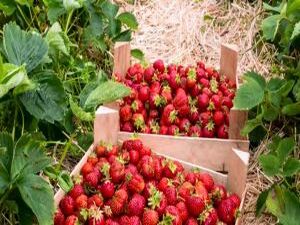 В Подмосковье собрали более 55 тонн клубники. По…