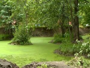 На пруду Чернавка полным ходом идут работы по…