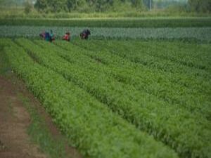 В Московской области собрали первый урожай овощей…