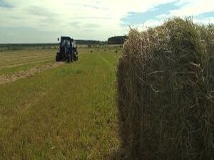 День «Поля Подмосковья-2019» состоялся в Дмитровском…