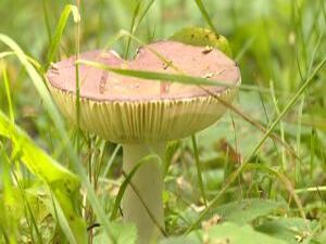 Как не стать жертвой собственной добычи? Погода…