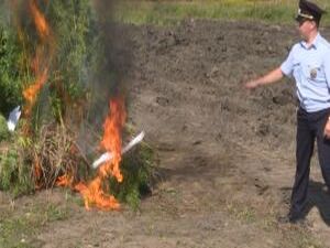 В Подмосковье  полицейские ликвидировали  дикорастущую…