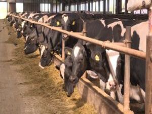 Аграрный комплекс Русмолоко занимает ведущее место в…