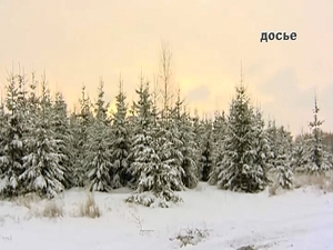 За незаконную вырубку деревьев предусмотрен штраф. В…