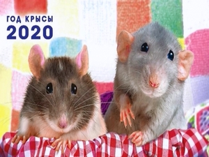 2020 — год белой металлической крысы, который будет…