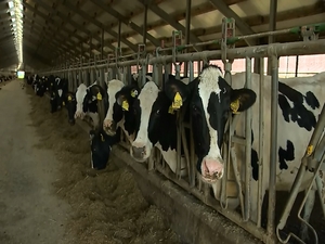 Более 20 семей специалистов сельского хозяйства будут…