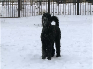 Запрет на выгул без поводка и намордника собак…