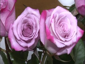 Мужчины усиленно готовятся к 8 Марта, чтобы порадовать…