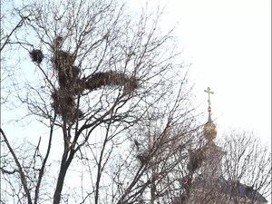 По народным приметам 17 марта называют Герасимом…