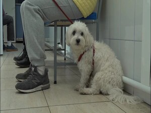 С приходом весны домашним животным требуется…