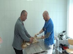 С наступлением весны нашим братьям меньшим требуется…