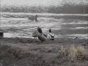 Весенний сезон очень популярен у охотников в Москве и…