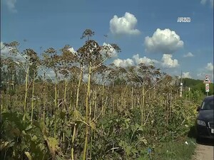 В Подмосковье приступили к плановому выполнению…