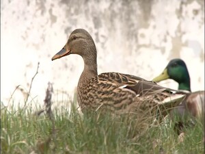 Раменские утки-кряквы начинают искать места для будущих…