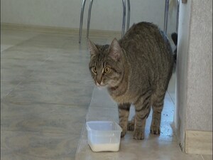 На Пасху в семье Глазуновых случилось важное событие. У…