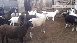 Более 176 га земли сельскохозяйственного назначения на территории Раменского городского округа