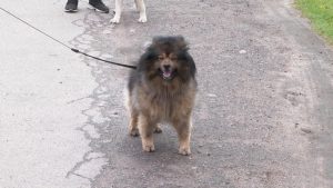 Месячник по профилактике бешенства продолжается в Раменском городском округе.