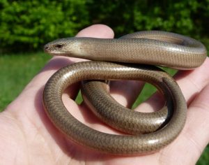 В Раменском городском округе обитает веретеница, занесенная в Красную книгу