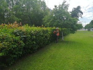 В г.Раменское произведена обрезка кустарников