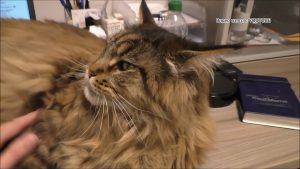 Конкурс для владельцев котов и кошек с призами от подмосковного производителя готовых кормов.