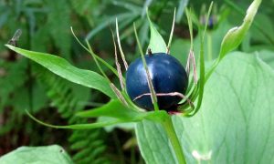 Уважаемые жители Раменского городского округа!