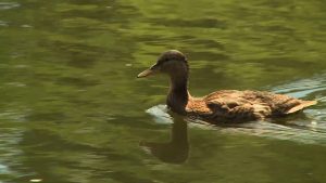 Подмосковье вошло в топ-3 самых облагороженных регионов Российской Федерации