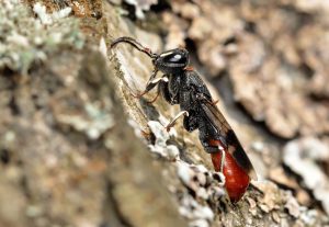 Расположенный в Раменском памятник природы областного значения «Долина рек Хрипани и Куниловки в п.Кратово» обрел четкие границы.