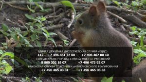 «Желтые дни» наступят в Подмосковье и столице