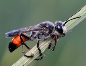 Три червонца и печальница: памятник природы в Раменском поставлен на кадастровый учет