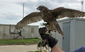 Минэкологии: впервые в Подмосковье ястреб будет патрулировать небо над предприятием по переработке отходов
