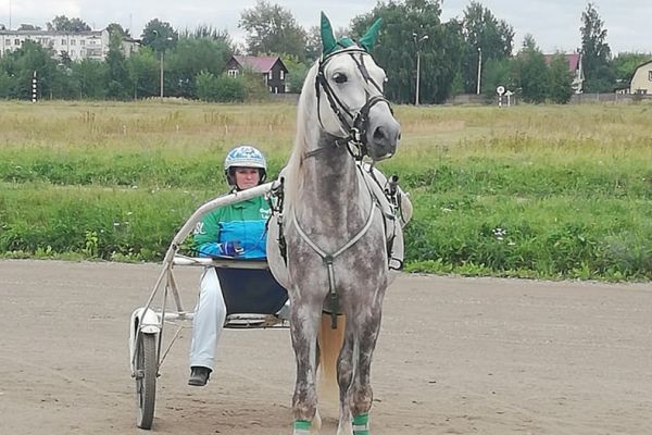 Рысаки с ипподрома в Раменском снялись в необычном фильме