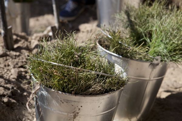 В Раменском г.о. подготовят площадки для проведения акции «Наш лес. Посади свое дерево»