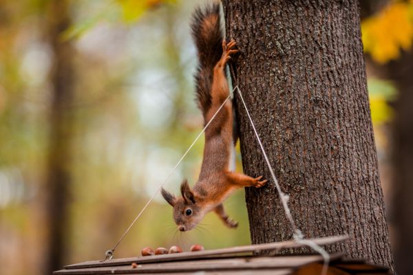 В Администрации Раменского городского округа 20 октября прошло совещание